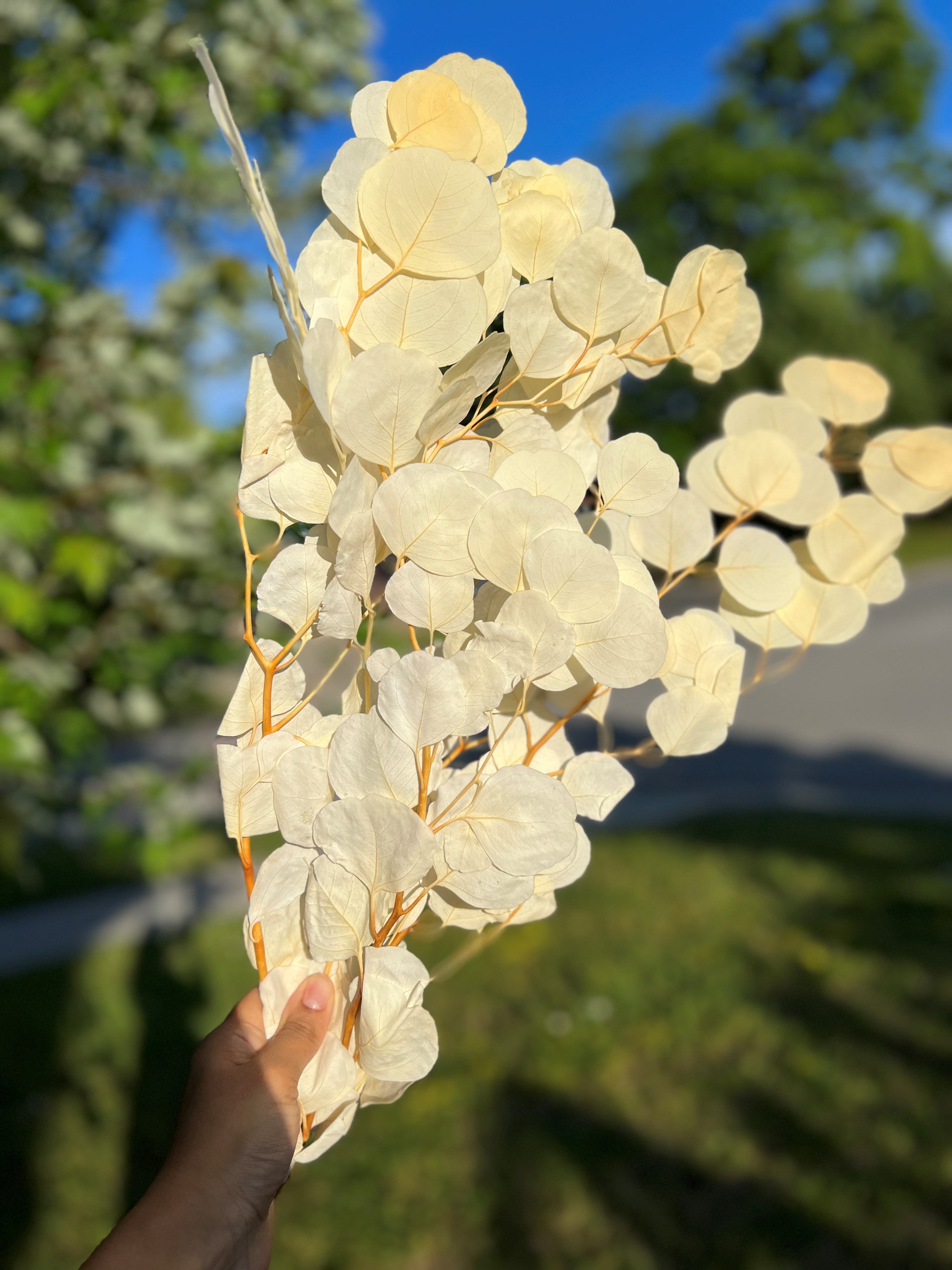 Silver Dollar Eucalyptus
